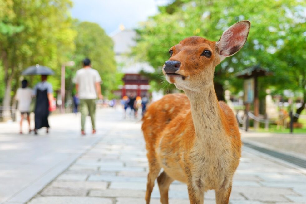 奈良公園の鹿